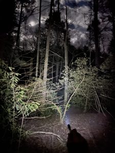 81C3A255 4716 4051 8DFA 47976CEB8968